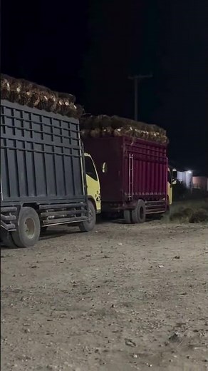 Gacor!, Loading palm fruit into a truck at night #shorts #palmtruck #fyp #viral