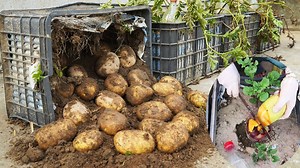 Growing Potatoes In Plastic Containers Saves Space And Yields Yield | DIY Garden | Facebook