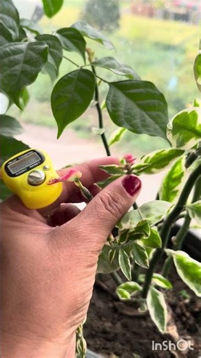 Devils backbone # plants #gardening