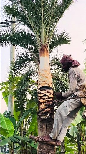 Amazing data Plam tree cutting skill😱 #dailylifediaries #cuttingskills