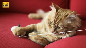 161K views · 355 reactions | When cats are hurt and afraid, help us give them the love and care they need by playing the Cats Protection Weekly Lottery. | Cats Protection | Facebook