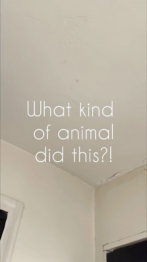 This was not on my 2024 bingo card but here we are 😂 What I thought was just a leak turned out to be a whole animal nest situation… I’m thinking since this needs to be repaired why not do some planks and faux beams.. right?! All in favor, say I 🙋🏼‍♀️ . ** masks were worn once we discovered this was a big issue 😂 . . #home #homerenovation #oldhome #adulting #homeowner #construction #renovation | The Sassy Barn