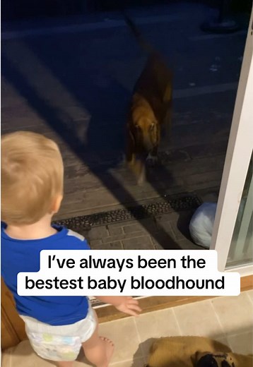 Exploring the Sweet Nature of Bloodhound Puppies