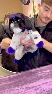1.1M views · 33K reactions | A rare purple shihtzu #dogs #doggrooming #dogsbylogan | Logan Rago | Facebook