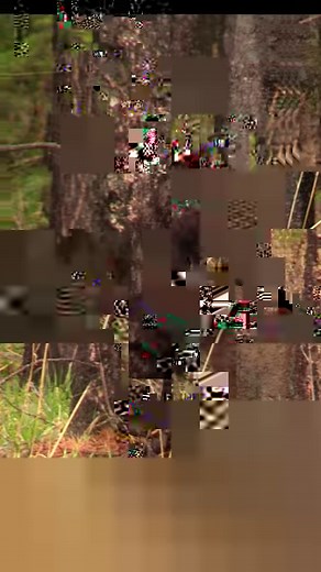 9.1K views · 132 reactions | This Tree Climbing thing is Easy! ..Spring Grizzly Bear Cubs | Wildlife On Video | Facebook