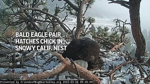 Bald eagle pair hatches chick in snowy Calif. nest