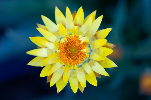 Paper Daisies for Australian Native Gardens