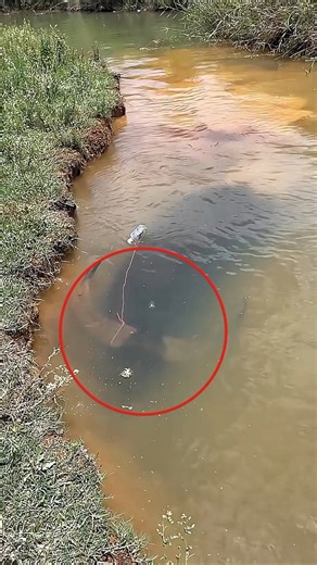 ikan bertanduk 😳