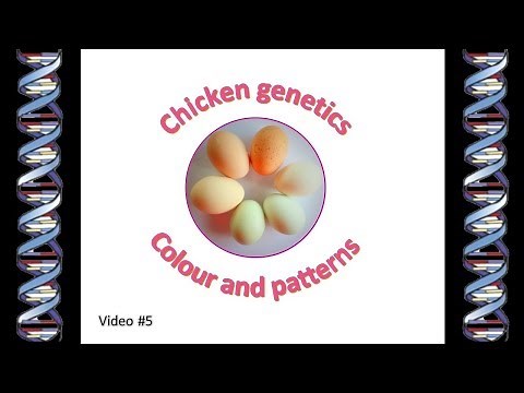 Chicken Genetics 5 - colour and pattern in chickens