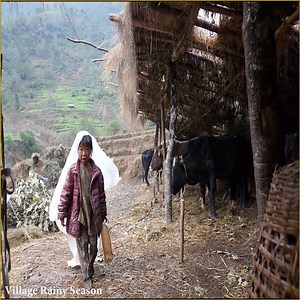 73K views · 1.8K reactions | Today is the first Rain in Nepal, so they start prepare their farming for planting. | Nepali Village Family | Facebook