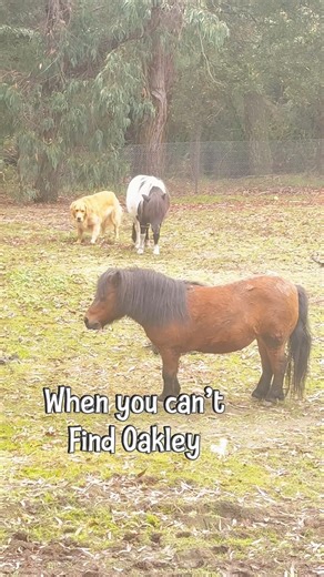 Oakley! Where are you? #animalshorts #farmlife #horse #cuteanimals #goldenretriever