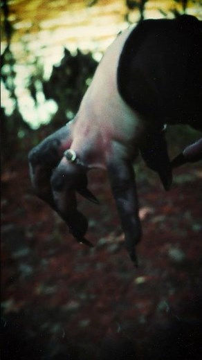 Faetrap - Villain / Dark fantasy metal from Austin