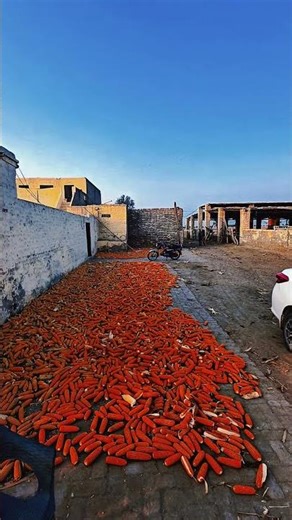Village Evening View | icon of Pakistan 🇵🇰 | #pind #villagelife #iconofpakistan #shortvideo #trend