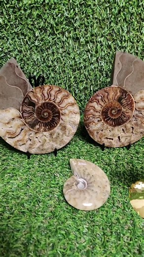 Ammonite Fossils for Sale: History & Metaphysical Properties