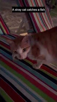 A stray cat catches a fish while casually strolling by the beach