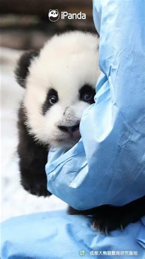 Tiny Panda, Giant Curiosity | iPanda #shorts