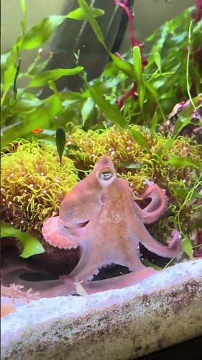 Octopus in a Reef Tank? You Have to See This! 😲