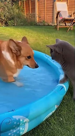 Fun Water Play Adventures with Dogs