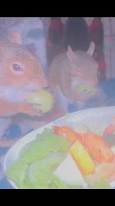 Wilhelm & Angel @Secret Squirrel Wildlife Rehabilitation | Secret Squirrel Wildlife Rehabilitation