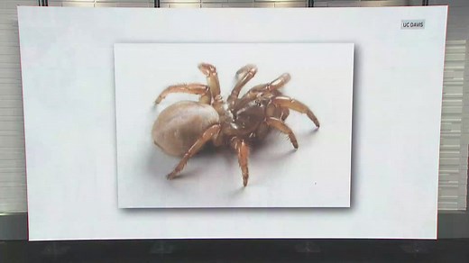 UC Davis scientists discover new trapdoor spider species along California coast