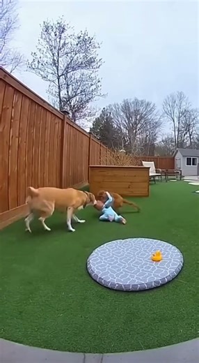 This dog's reaction to the baby will melt your heart #wholesome #petlove #adorable