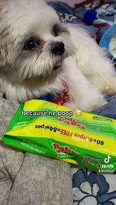 360K views · 11K reactions | Nagulat ako bakit bitbit yung wipes sa tabi ko yun pala may papadampot  kala mo tao ee talino hahahahaha | Luffy B the smiling dog | Facebook