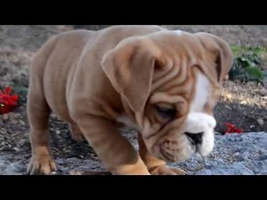 AKC MALE RED MINI-ENGLISH BULLDOG PUPPY FOR SALE - www.royalbluebulldogz.com.com