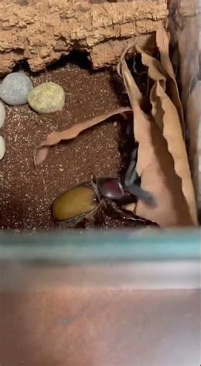 Scorpion VS Rhinoceros Beetle | Terrarium Clash