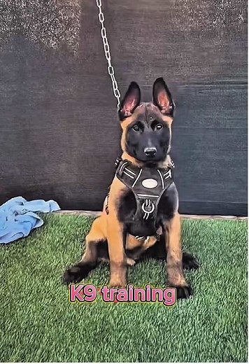 Effective Training Tips for Malinois Puppies