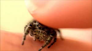 【Youtube转载】抚摸我的跳蛛 Petting my Phidippus Adumbratus Jumping Spider