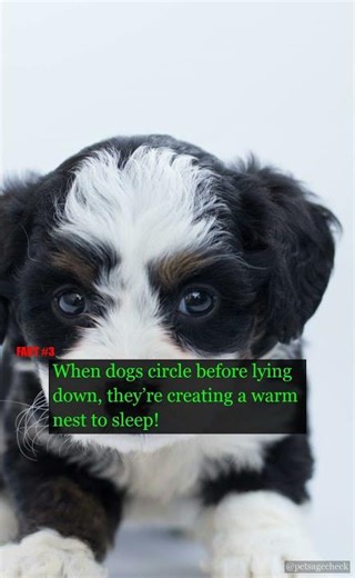 🐶 Amazing Dog Facts That Will Blow Your Mind! | PetAgeCheck