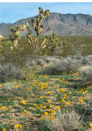 The super bloom in Arizona here and starting early🤩 This is our first experience seeing fields of amber poppies and it’s absolutely stunning! #superbloom #poppies #wildflower #sonorandesert #desertvibes
