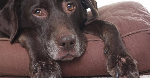 The flu season is winding down for humans, but there is a deadly outbreak of the flu among dogs in the Midwest