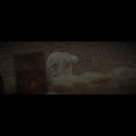 Saving Our Planet: Future of Polar Bears