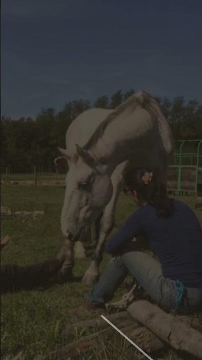 Percorso di Etologia Equina 2026