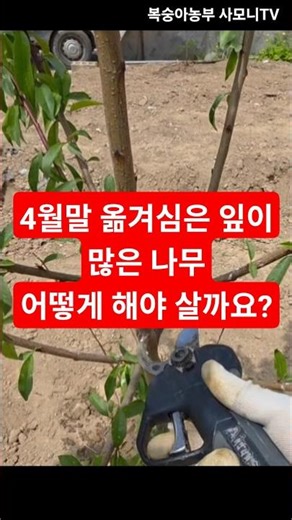 4월말에 옮겨심은 복숭아나무 살리기, 어떻게 해야 살까요? [복숭아재배방법] @사모니 #SHORTS