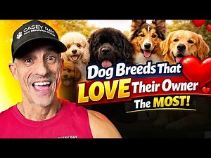 Top 5 Dog Breeds That Love Their Owners the Most