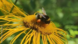 Shaggy white-black bumblebee on a flower. On a large yellow flower of a tall elecampane (Inula helenium), a yellow-brown bumblebee with orange pouches on its paws crawls and there is flower nectar.