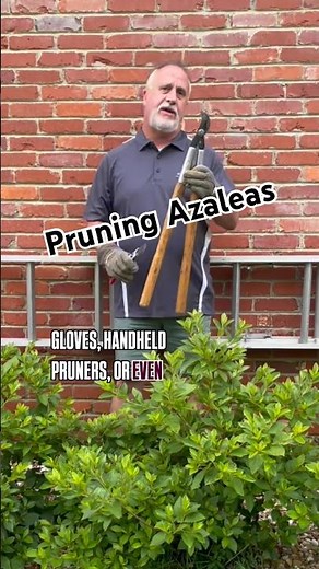 Pruning Azaleas