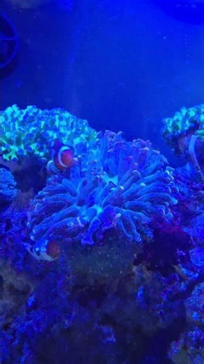 Amphirion percula onyx en Euphyllia