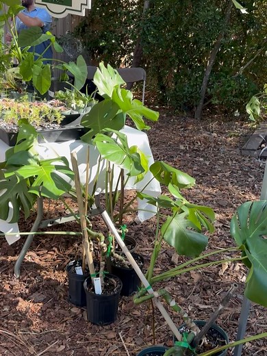 The Sustainable Living Project on Reels