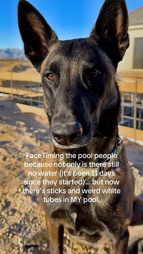 I’m not being dramatic, but really?😎🐾 | Duke And Duchess Duo