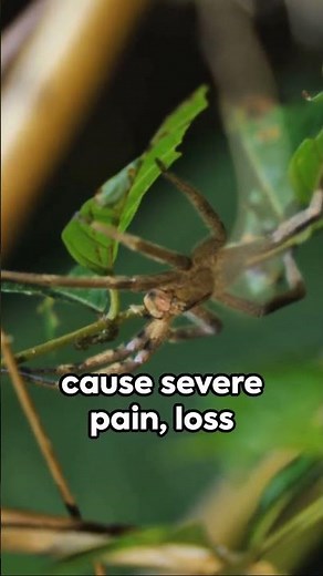 Discover the Brazilian Wandering Spider: Nature's Fearsome Marvel