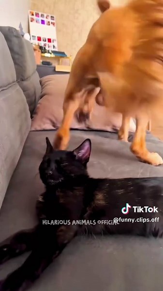 Ultimate Cat Fails Compilation: Try Not to Laugh Challenge