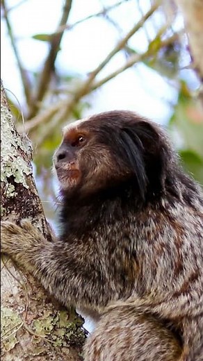 Tree Acrobat: Marmoset’s Jungle Grip in Action! #animals #wildlife #shorts
