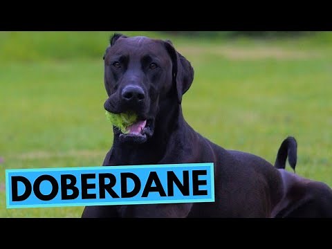 Doberdane - TOP 10 Interesting Facts - Doberman x Great Dane