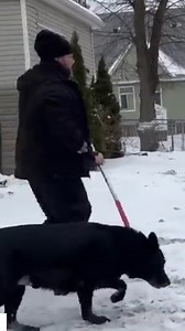 The dogs were stranded after their human was allegedly taken by ICE. | NowThis Daily