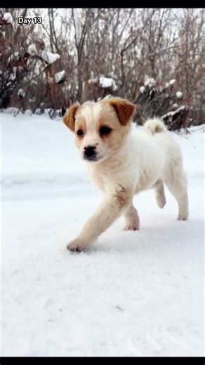In -10° heavy snow, a tiny puppy curled by the roadside, freezing and barely breathing...