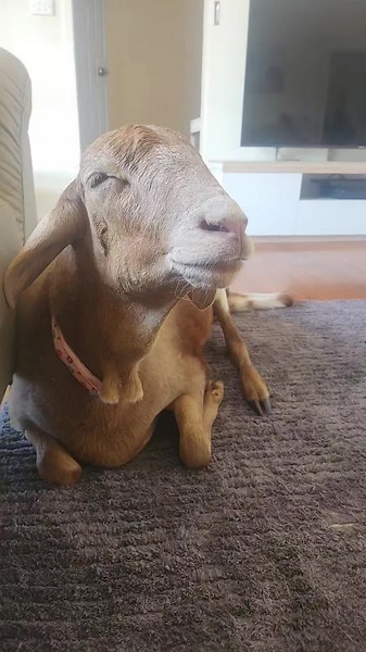 Big Smiles from Mapes 😁🩷 #cute #love #animals #lamb #missmaple #smile