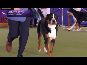 Greater Swiss Mountain Dogs | Breed Judging 2024